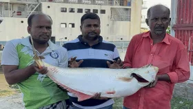 পদ্মায় ধরা পড়লো বিলুপ্ত প্রজাতির মাছ, বিক্রি ৫৯ হাজারে