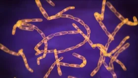 অ্যানথ্রাক্সের কারণ, লক্ষণ, সতর্কতা ও চিকিৎসা