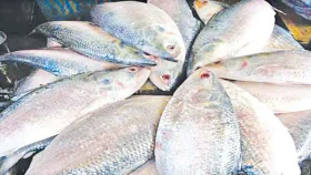 মাছ শিকারে নিষেধাজ্ঞা শুরু হচ্ছে আজ