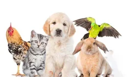 মানুষের রোগ প্রতিরোধ ক্ষমতা বাড়ায় পোষা প্রাণী&nbsp;