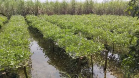 অতিবৃষ্টিতে লালপুরে আগাম শীতকালীন সবজি চাষে ভাটা