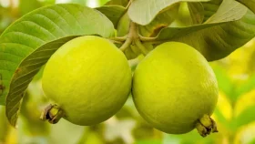 পেয়ারা খাওয়ার সঠিক সময় কখন? জানুন বিশেষজ্ঞদের পরামর্শ