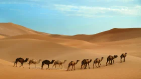 কোরআন-হাদিসের আলোকে শহীদ কারা