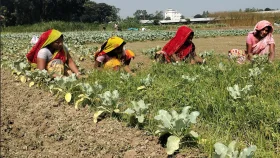 মানিকগঞ্জে আগাম শীতকালীন সবজি আবাদে ব্যস্ত চাষিরা