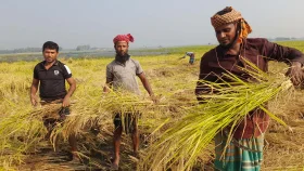 সালথায় আমন ধান কাটার উৎসব, কৃষকের মুখে হাসি