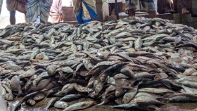 রাত পেরোতেই ট্রলারভর্তি নষ্ট মাছ, প্রশ্নে কাঁপছে জেলে ঘাট