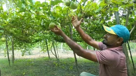 আনারকলি চাষে বাড়ছে নতুন সম্ভাবনা