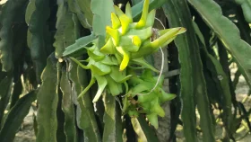 ড্রাগন চাষে স্বাবলম্বী মানিকগঞ্জের নূর মোহাম্মদ