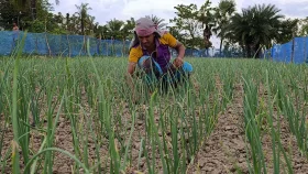 নাসিক এন-৫৩ জাতের পেঁয়াজে কৃষকদের মুখে হাসি