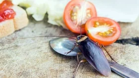 তেলাপোকা তাড়ানোর ঘরোয়া উপায়