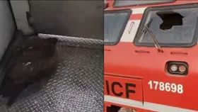 কাশ্মীরে চলন্ত ট্রেনের কাচ ভেঙে ঢুকলো ঈগল, অতঃপর... 