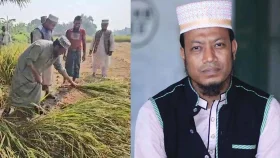 নির্বাচনি প্রচারণায় নেমে ধান কেটে আলোচনায় মুফতি আমির হামজা