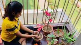 শীতেকালে টবের গাছের যত্ন নেবেন যেভাবে