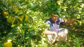 কাউখালীতে মাল্টা চাষে ঝুঁকছেন কৃষকরা