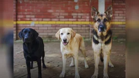 নিলামে বিক্রি হবে ডিএমপির প্রশিক্ষিত কুকুর