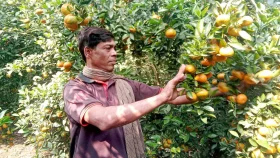 ইউটিউব দেখে কমলা চাষে হাবিবুরের সাফল্য