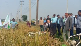 নিজ হাতে আমন বীজ ধান কর্তন-২৫ উদ্বোধন করলেন বাকৃবি ভিসি