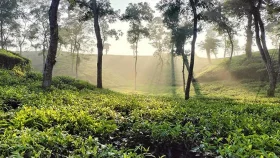 সর্বনিম্ন তাপমাত্রায় কাঁপছে শ্রীমঙ্গল