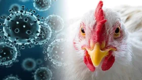 কোভিডের চেয়েও ভয়াবহ মহামারি বার্ড ফ্লু 