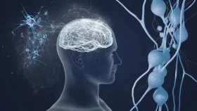 পেশি যত বেশি, মস্তিষ্ক তত তরুণ