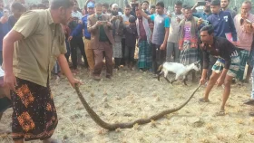 ভূরুঙ্গামারীতে ৮ ফুট লম্বা অজগর উদ্ধার