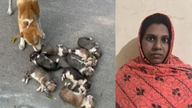 আট কুকুরছানা হত্যা মামলায় অভিযুক্ত সেই নারী কারাগারে