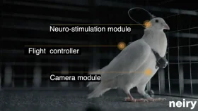 জীবন্ত পায়রাকে ‘ড্রোন’ বানাচ্ছে রুশ কোম্পানি!