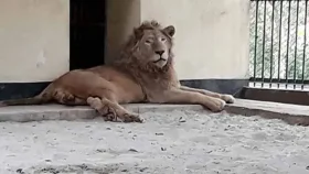 মিরপুর চিড়িয়াখানার খাঁচা থেকে বেরিয়ে গেলো সিংহ
