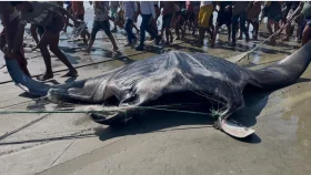 টেকনাফে জালে ধরা পড়লো ‘সমুদ্রদানব’ খ্যাত শাপলাপাতা