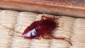 কিছু সহজ টিপসে ঘর থাকবে ঝকঝকে ও পোকামাকড়মুক্ত