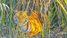 পাটগ্রাম সীমান্তে বাঘ আতঙ্ক, যা জানালো বিজিবি