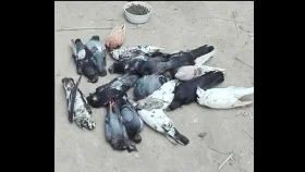 বিষ মাখানো সরিষা খেয়ে শতাধিক ঘুঘু-কবুতরের মৃত্যু