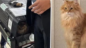 লন্ডন থেকে আসা জেবু কোন প্রজাতির বিড়াল