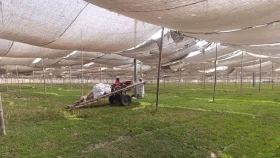 টঙ্গী ময়দানে গণজমায়েত না করার সিদ্ধান্ত জুবায়েরপন্থিদের