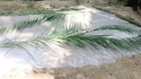 কবরে খেজুর বা অন্য গাছের ডাল গেড়ে দেওয়া কি শরিয়তসম্মত?