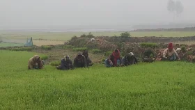 কুড়িগ্রামে মৃদু শৈত্যপ্রবাহে বিপর্যস্ত জনজীবন