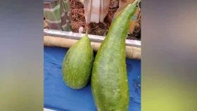 ১৮ হাজার টাকায় বিক্রি হলো এক জোড়া লাউ &nbsp;