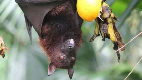 নিপাহ ভাইরাসে মৃত্যুহার ৭১ শতাংশ, বিশেষজ্ঞদের সতর্কতা