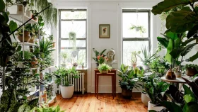 সামান্য যত্নেই বেঁচে থাকে যেসব গাছ