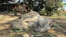 ট্রেনের ধাক্কায় ডোবায় পড়া হাতির মৃত্যু