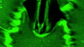 প্রথমবার উদ্ভিদের শ্বাস-প্রশ্বাস দেখলো মানুষ