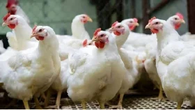 কেজিতে ২০ টাকা বাড়লো বয়লার মুরগির দাম