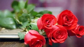 গোলাপের সুবাসে শুরু হলো ভালোবাসার সপ্তাহ