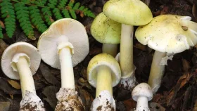 যুক্তরাষ্ট্রে বিষাক্ত মাশরুম খেয়ে ৪ জনের মৃত্যু