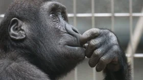 মানুষের পর প্রথম &lsquo;কাল্পনিক খেলায়&rsquo; পারদর্শী প্রাণীর সন্ধান