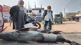 কুড়িগ্রামে জেলের জালে বিশাল বাঘাইড়