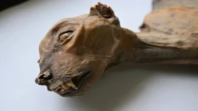 সৌদিতে ৪ হাজার বছরের পুরোনো চিতার মমি আবিষ্কার