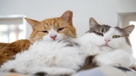 শুধু বিড়ালের দেখাশোনা করেই ১৫ দিনে আয় ২৮ লাখ টাকা