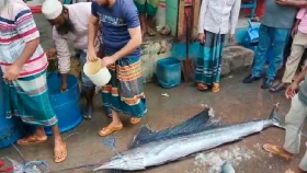 মোংলায় ১৫ ফুটের বিরল সেইল ফিশ উদ্ধার