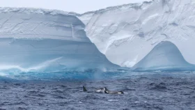 বিদায়ের দ্বারপ্রান্তে একসময়ের বিশ্বসেরা আইসবার্গ